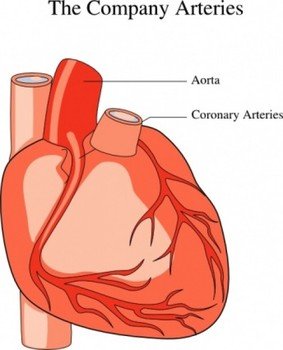 Medical Heart Clip Art N3