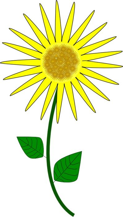 sunny flower on a white background