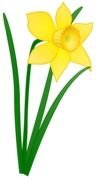 yellow flower with green leaves, daffodil, drawing