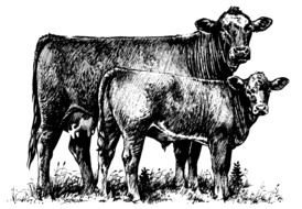 pencil drawing of farm cows