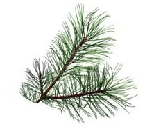 Pine Branch Clip Artdrawing