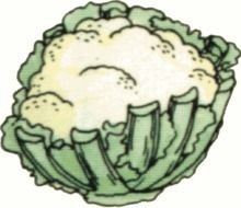 Cauliflower Clip Art N2