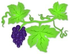 painted vine of purple grapes