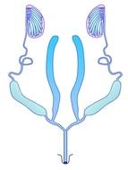 male mosquito reproductive system as a graphic illustration