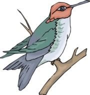 Hummingbird Feather Clip Art Free