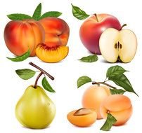 Fruit Vector N2