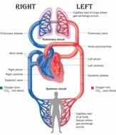 Pulmonary And Systemic Circulation