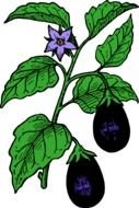 Eggplants With The Green Leaves Clipart