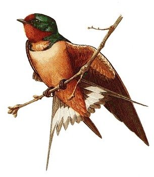 Barn Swallow Clip Art
