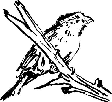 Bird Clip Art N114