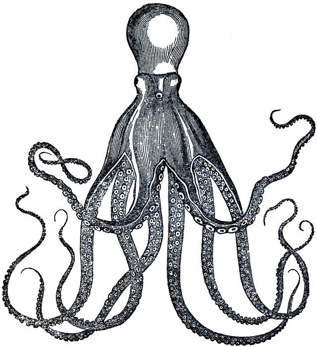 Vintage Octopus as a picture for clipart