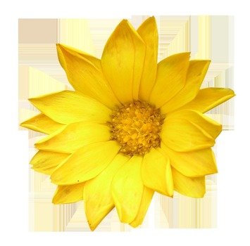 Single Flower Clip Art N5