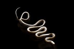 Snake Skeleton at darkness