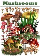 Mushroom Clip Art N11