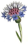 Thistle Clip Art drawing