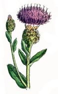 Colorful blooming thistle clipart