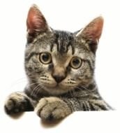 Tabby Cat Face