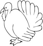 outlined turkey