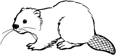 North American Beaver Coloring Page drawing