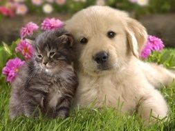 sweet kitten and puppy