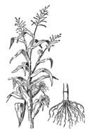 Indian Corn as a graphic illustration