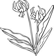 Wild Flower Clip Art N6