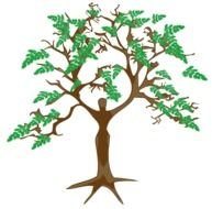 Moringa Tree Plants