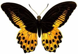 filigree butterfly on the white background