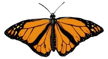 big orange monarch butterfly drawing