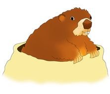 Groundhog Clip Art N10