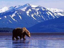 brawn bear in Alaska