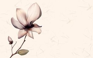 Clipart of Spring Flowers and White Background