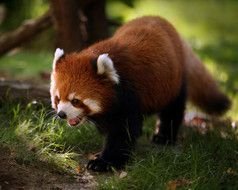 cute small Red Panda