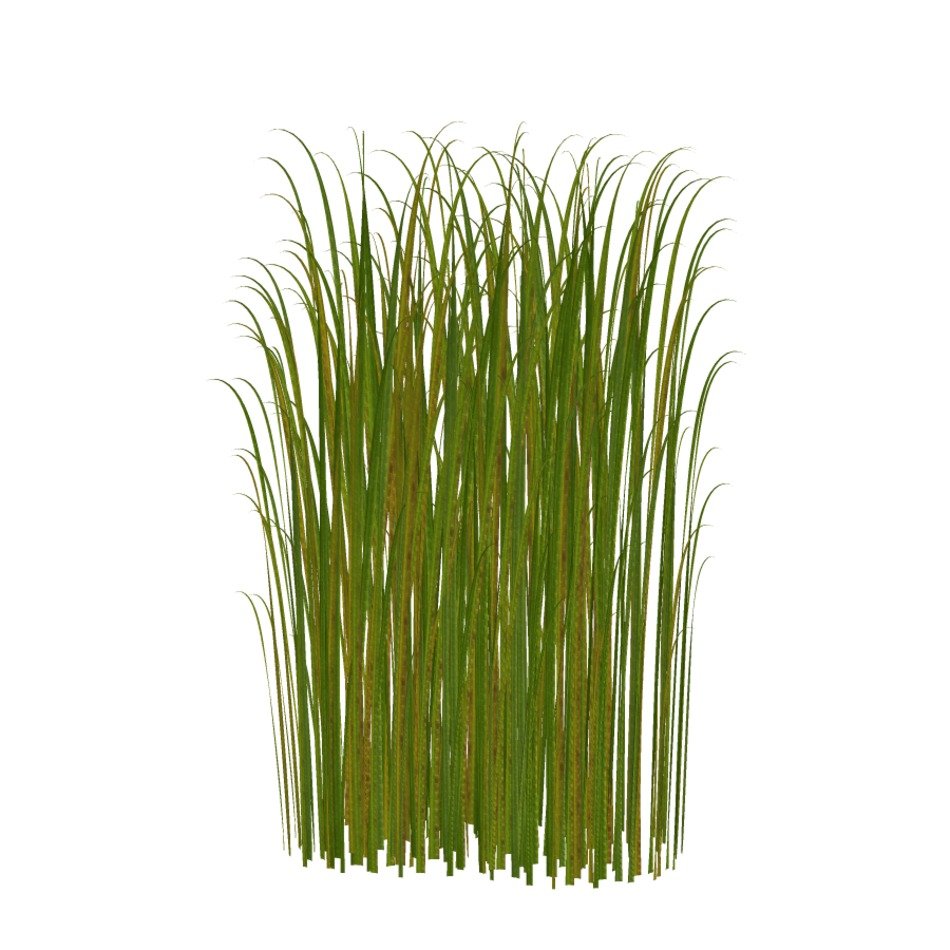 illustration of the grass