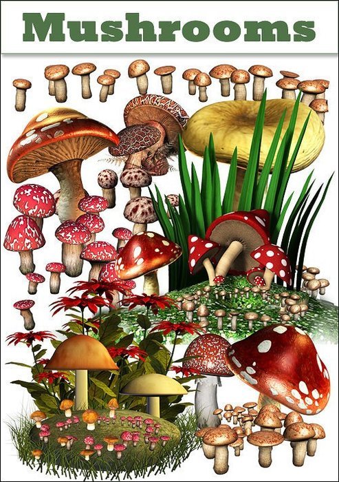 Mushroom Clip Art N11
