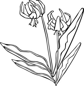 Wild Flower Clip Art N6