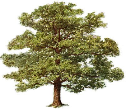 Oak Tree Clip Art N19