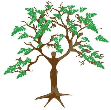 Moringa Tree Plants