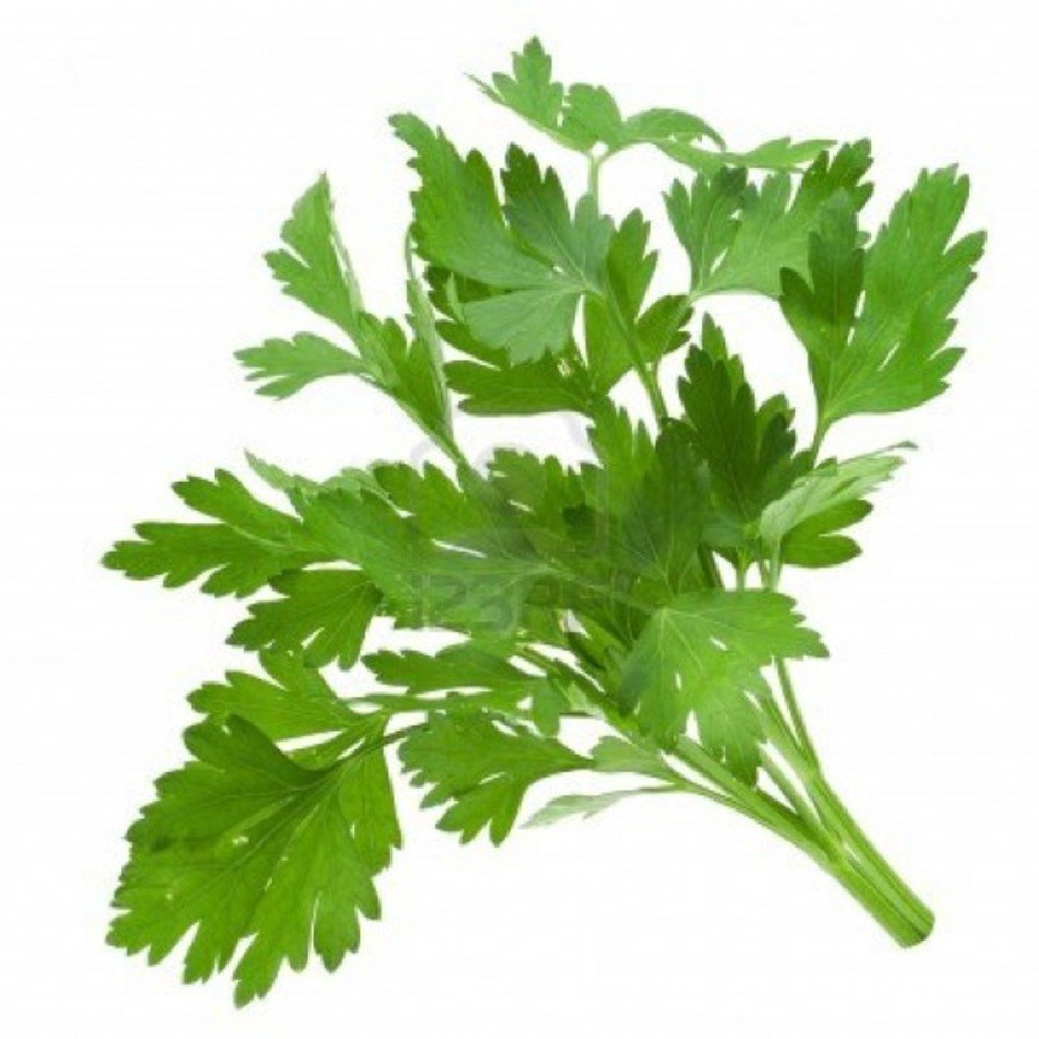 Parsley Herb