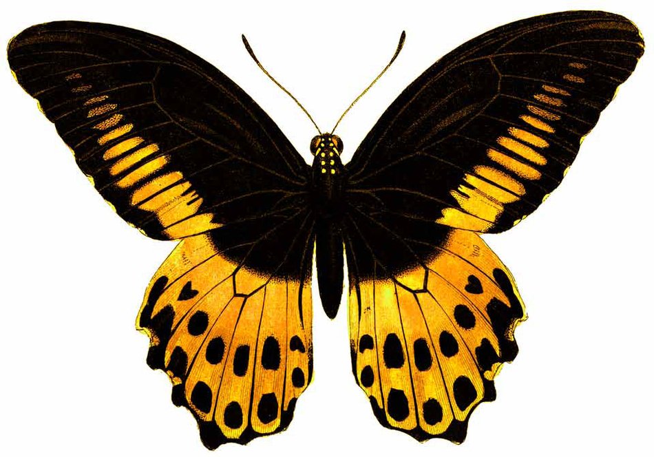 filigree butterfly on the white background