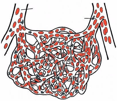 Capillary Bed Diagram drawing