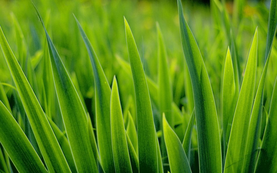 Green grass as a picture