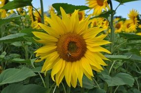 Field of sun flowers