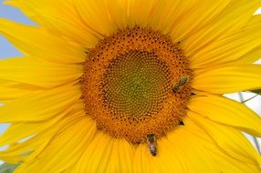 bees on yellow flower