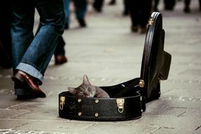 cat sleeps in a guitar case