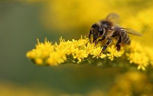 Detailed photo of bee on a yellow plant