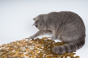 fluffy grey cat is playing with coins