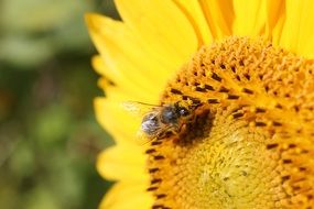 Detailed photo of sun flower and bee
