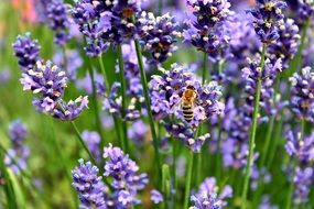 bee on lavender close-up on blurred background