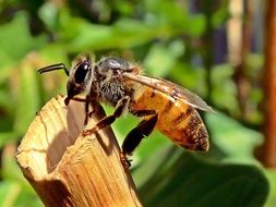 honeybee close up